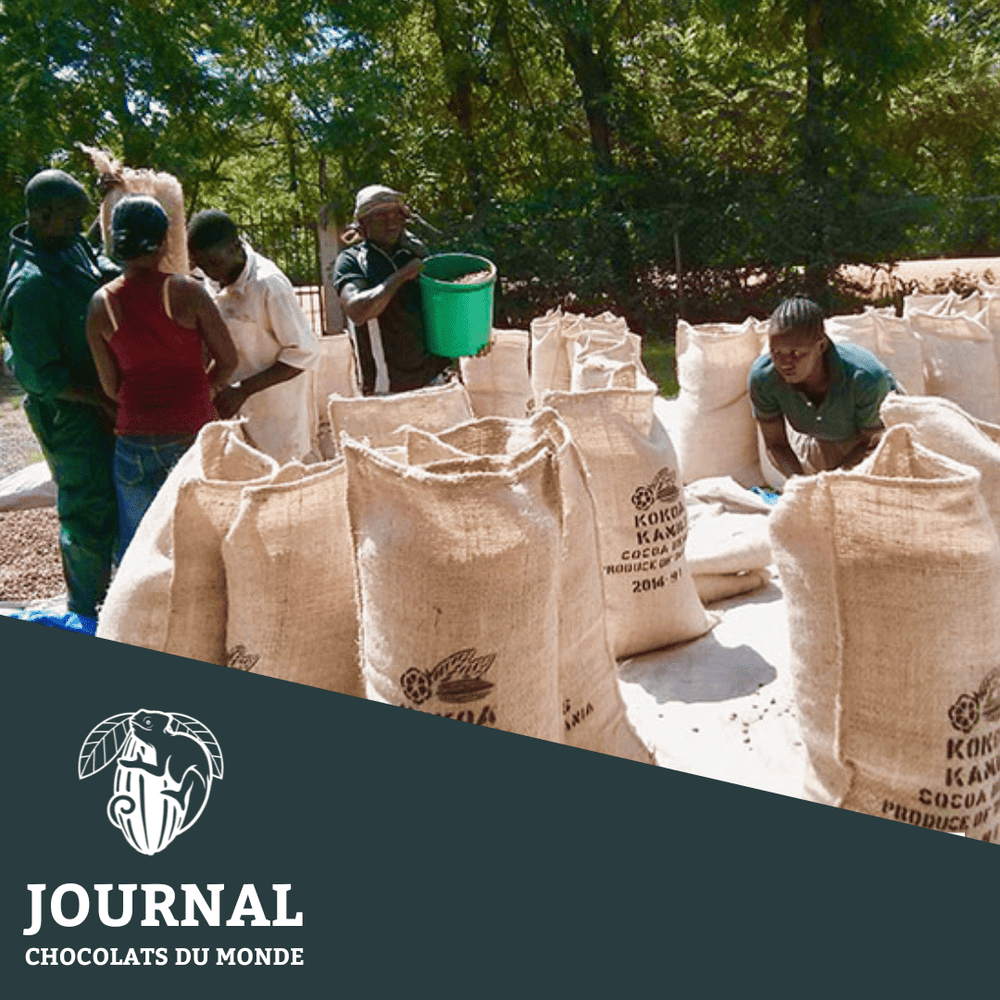 Le cacao de Malawi, le tresoor Tanazanian - Chocolats du Monde